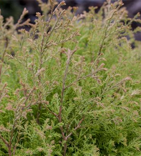 Thuja occidentalis 'Fire Chief'®