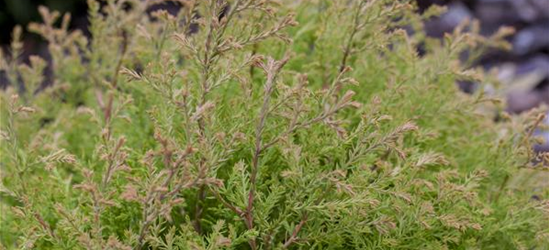 Thuja occidentalis 'Fire Chief'®