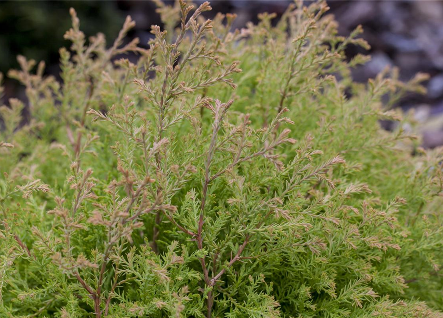 Thuja occidentalis 'Fire Chief'®