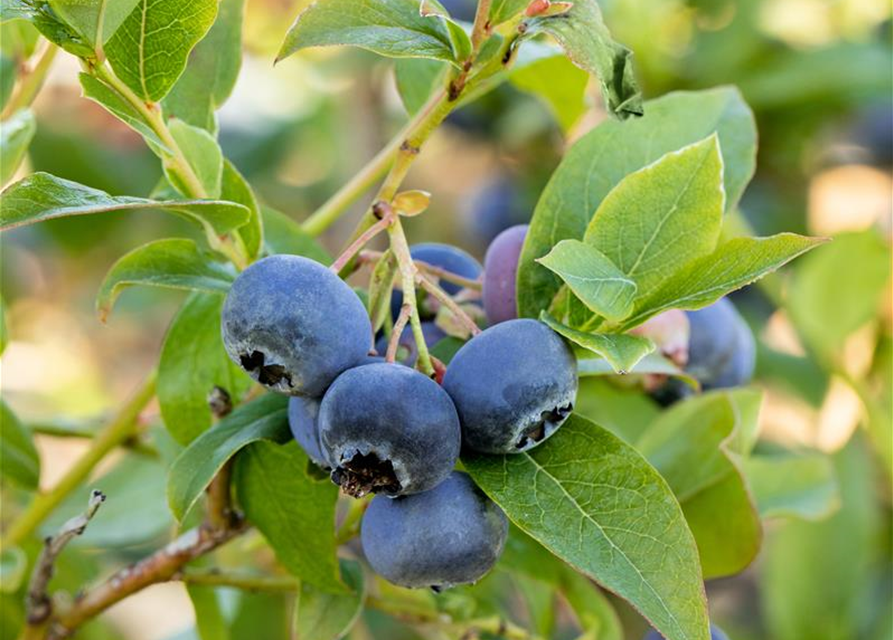 Vaccinium corymbosum 'Bluecrop'