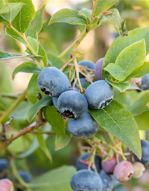 Vaccinium corymbosum 'Bluecrop'