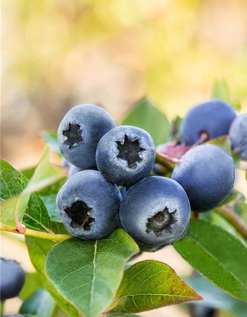 Vaccinium corymbosum 'Bluecrop'