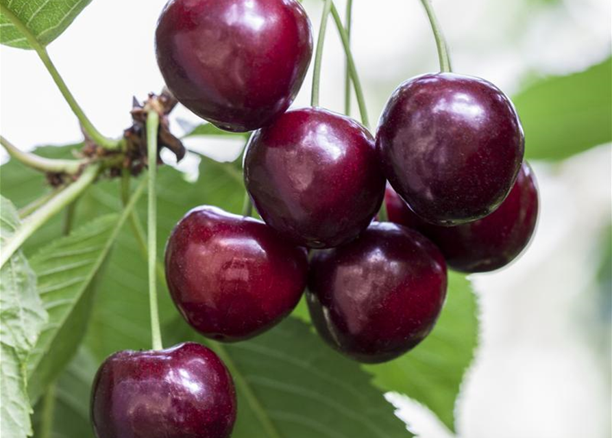 Prunus avium 'Große Schwarze Knorpelkirsche'