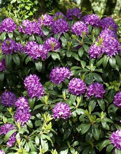 Catawba-Rhododendron 'Grandiflorum'