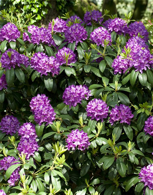 Catawba-Rhododendron 'Grandiflorum'