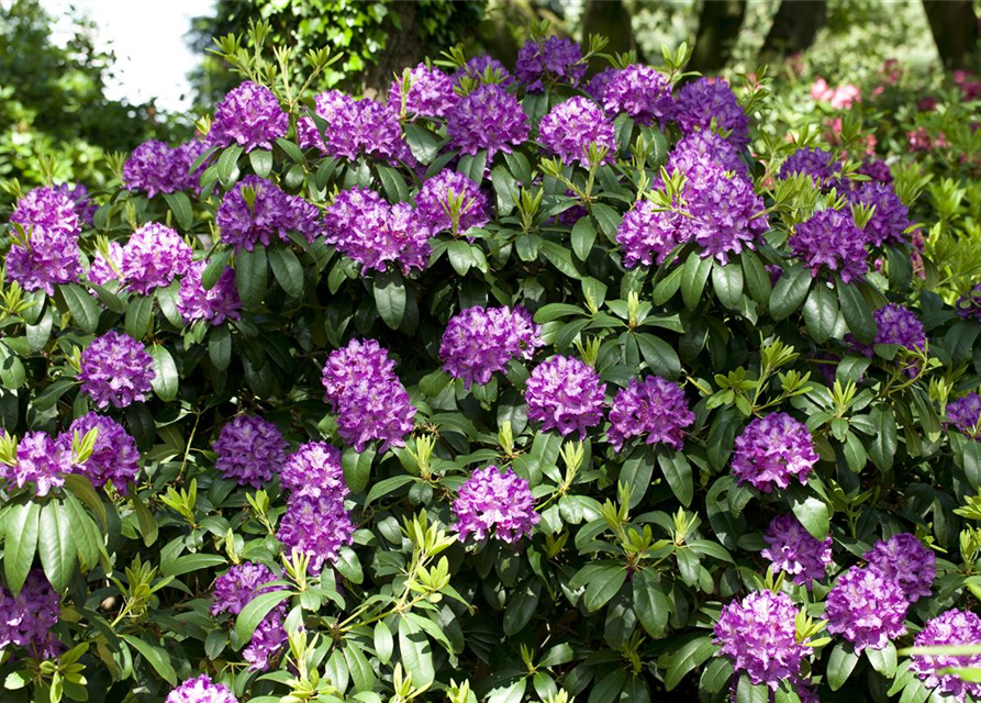 Catawba-Rhododendron 'Grandiflorum'