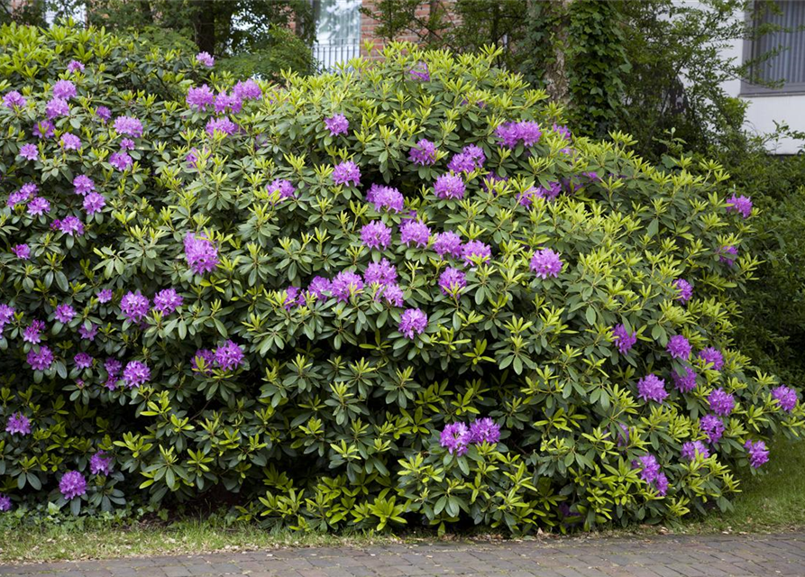 Catawba-Rhododendron 'Grandiflorum'