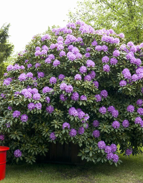 Catawba-Rhododendron 'Grandiflorum'