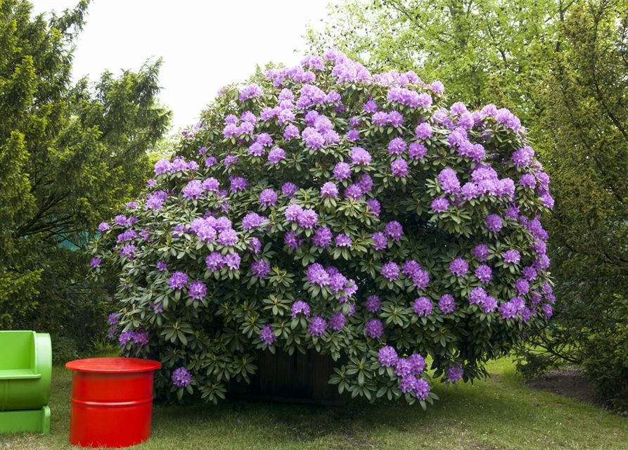 Catawba-Rhododendron 'Grandiflorum'