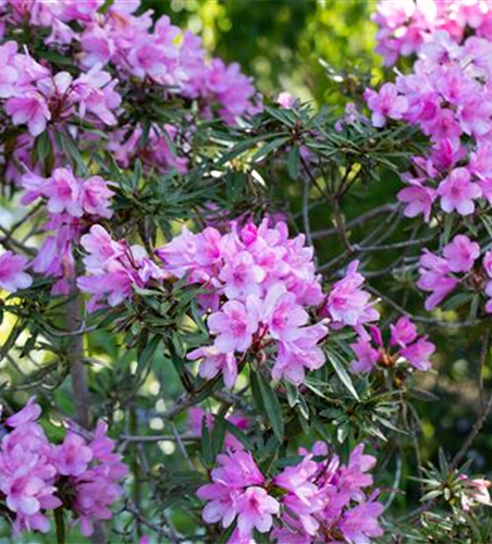 R Rhododendron ponticum 'Graziella' 