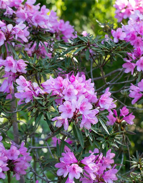 R Rhododendron ponticum 'Graziella' 