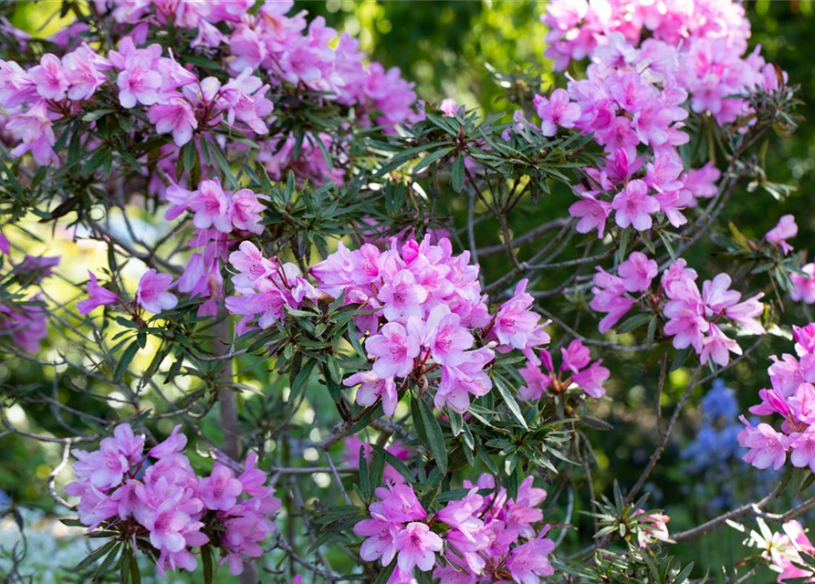 R Rhododendron ponticum 'Graziella' 