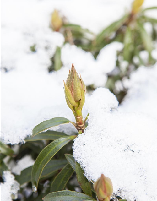 R Rhododendron ponticum 'Graziella' 