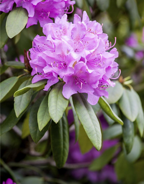 Catawba-Rhododendron 'Grandiflorum'