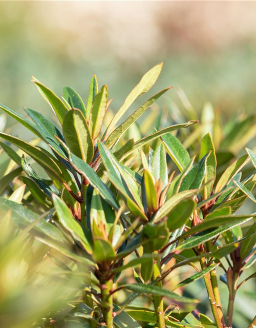 R Rhododendron ponticum 'Graziella' 