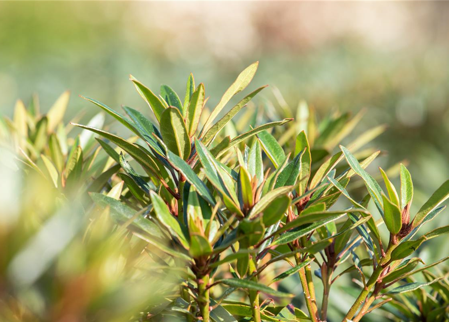 R Rhododendron ponticum 'Graziella' 