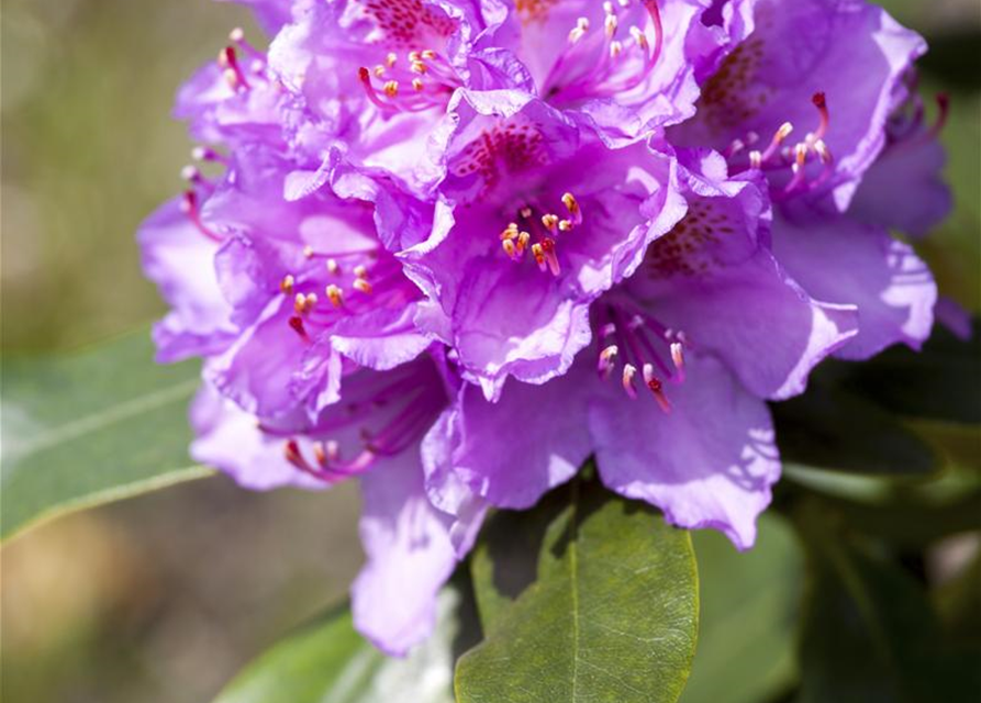 Catawba-Rhododendron 'Grandiflorum'