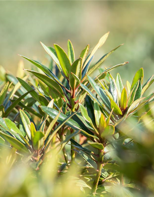 R Rhododendron ponticum 'Graziella' 