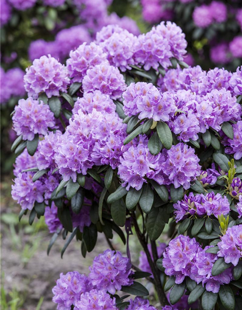 Catawba-Rhododendron 'Grandiflorum'