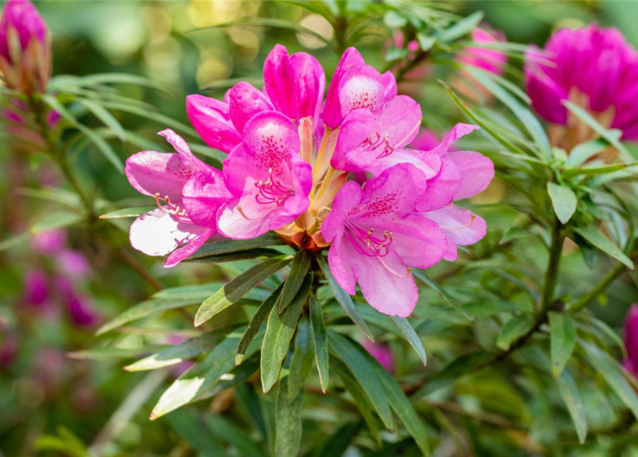 R Rhododendron ponticum 'Graziella' 