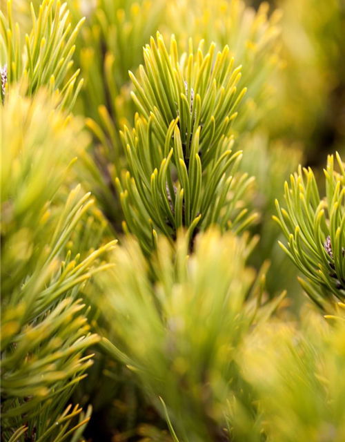 Pinus mugo 'Wintergold'