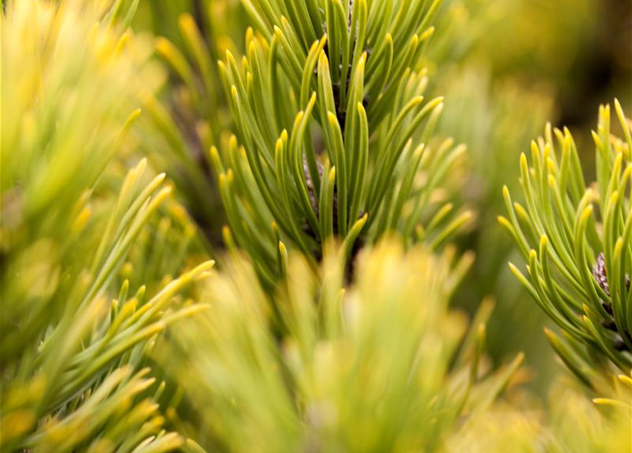 Pinus mugo 'Wintergold'