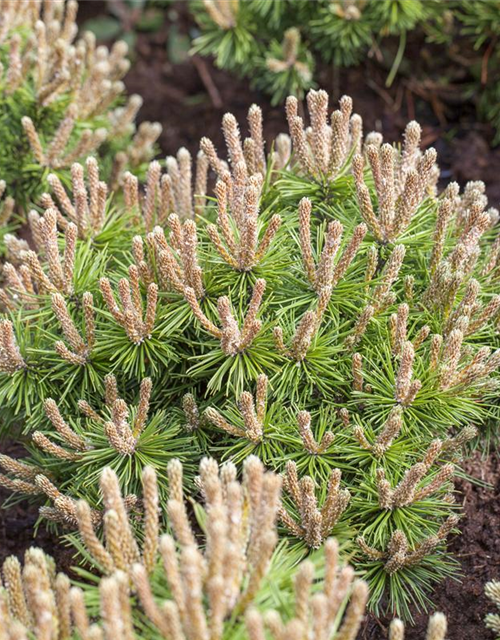 Pinus mugo 'Klostergrün'