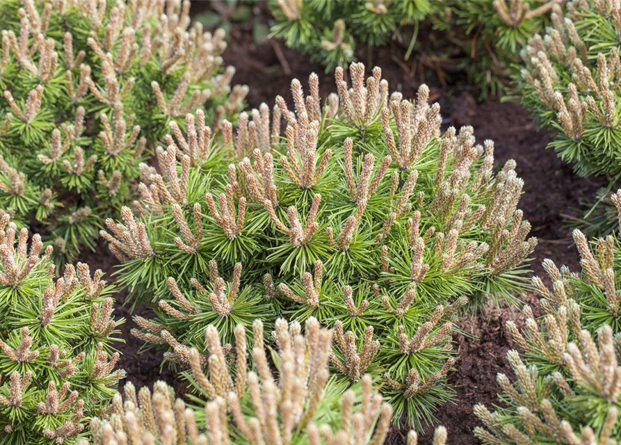 Pinus mugo 'Klostergrün'