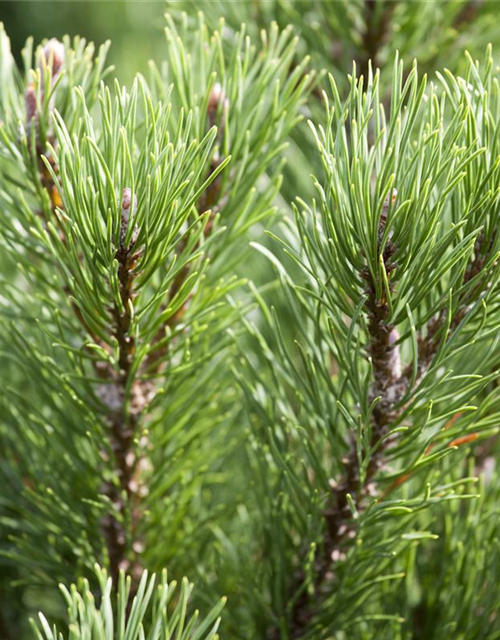 Pinus mugo 'Wintergold'