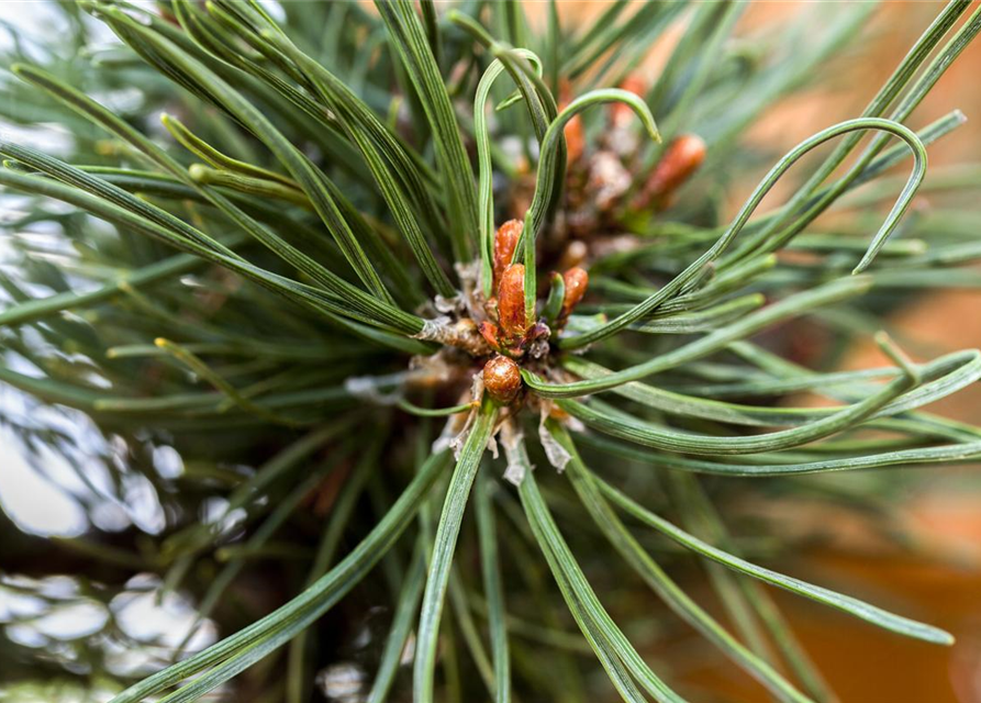 Pinus mugo 'Klostergrün'