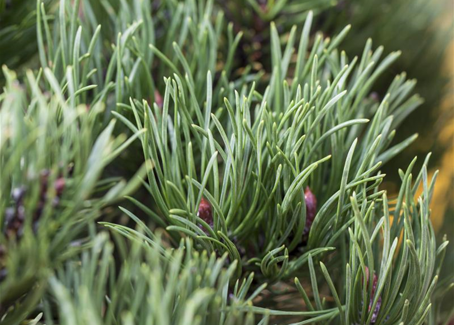 Pinus mugo 'Wintergold'