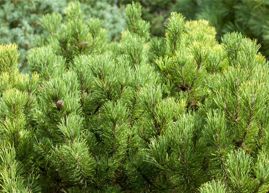 Pinus mugo 'Wintergold'