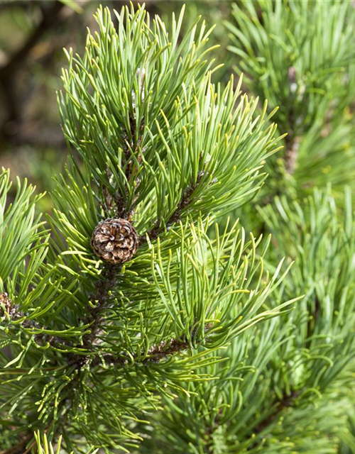 Pinus mugo 'Wintergold'