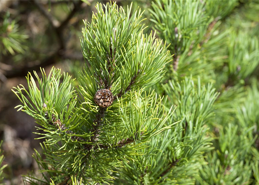 Pinus mugo 'Wintergold'