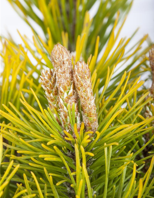 Pinus mugo 'Wintergold'