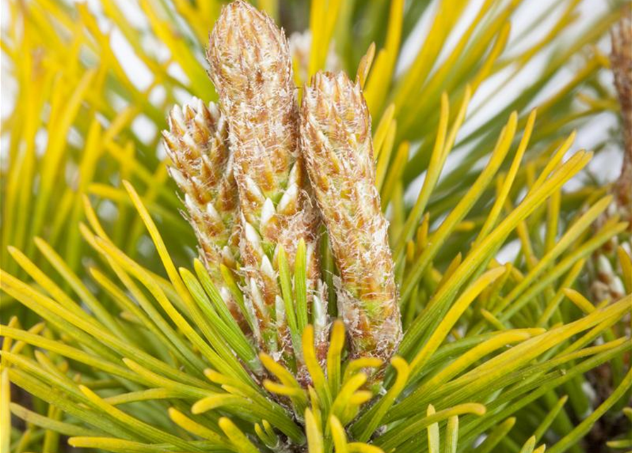 Pinus mugo 'Wintergold'