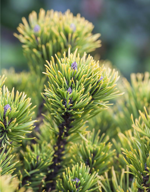 Pinus mugo 'Wintergold'