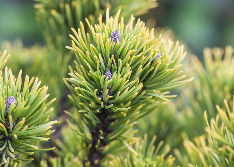 Pinus mugo 'Wintergold'