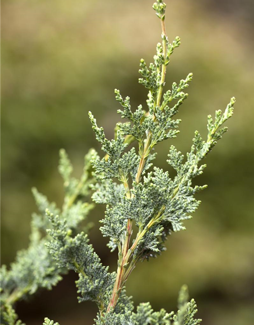 Gartenzypresse 'Wisselii'