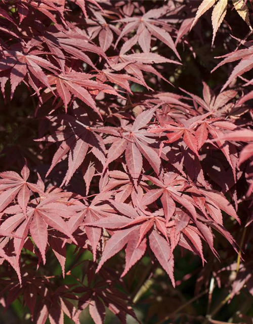 R Acer palmatum 'Bloodgood'