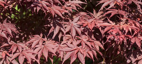 R Acer palmatum 'Bloodgood'