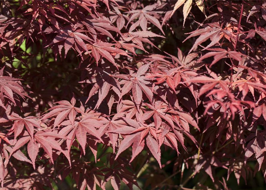 R Acer palmatum 'Bloodgood'