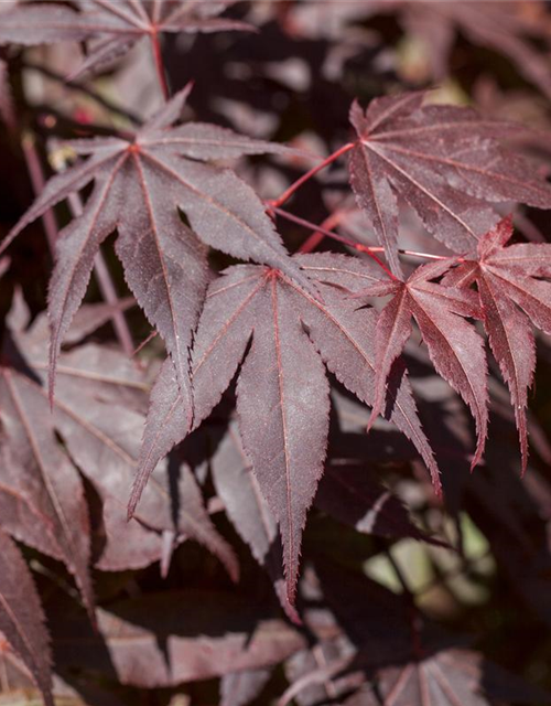 R Acer palmatum 'Bloodgood'