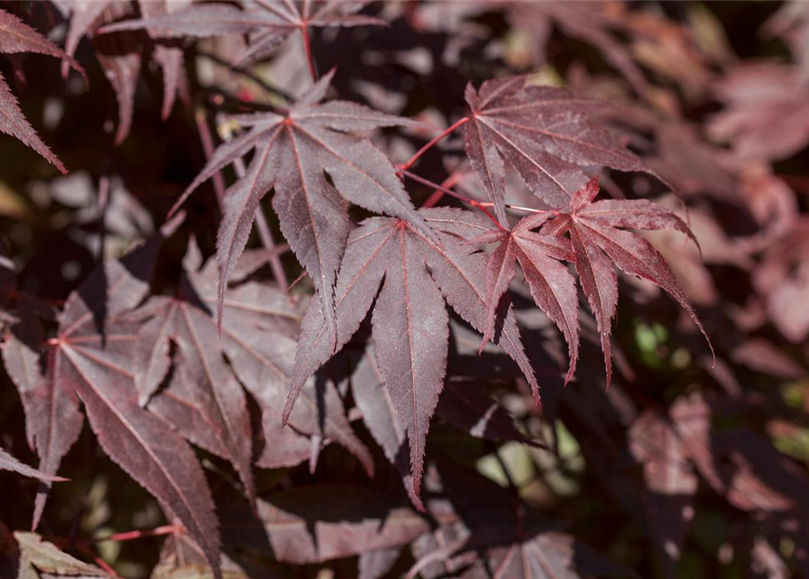 R Acer palmatum 'Bloodgood'