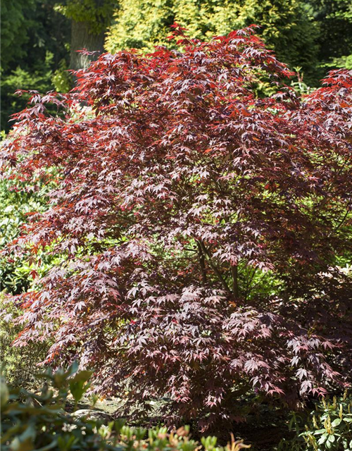 R Acer palmatum 'Bloodgood'