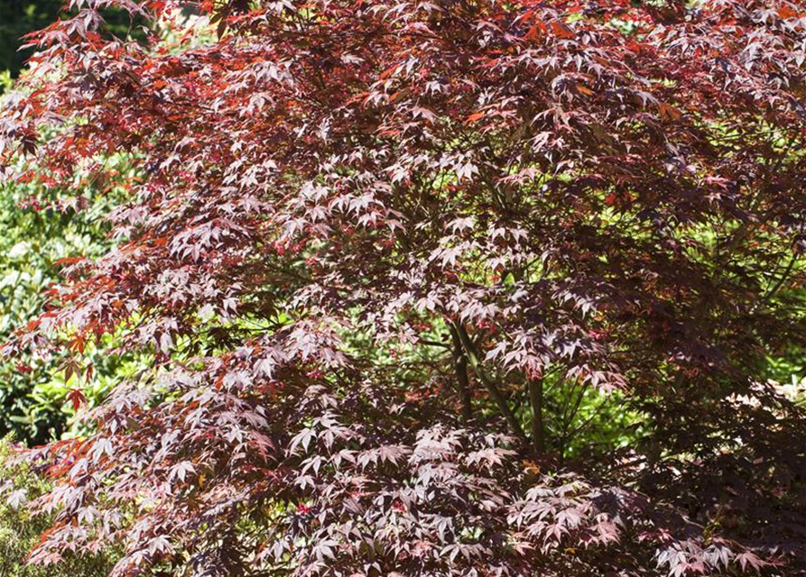 R Acer palmatum 'Bloodgood'