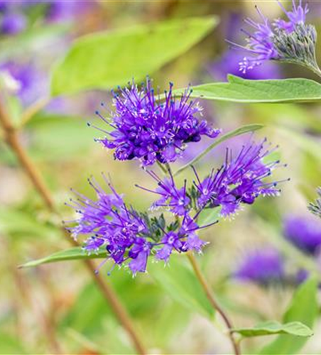 R Caryopteris clandonensis 'Heavenly Blue'