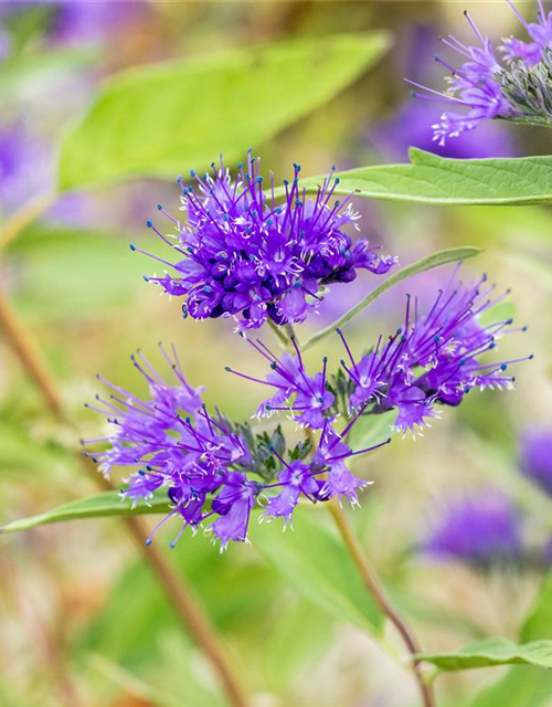 R Caryopteris clandonensis 'Heavenly Blue'