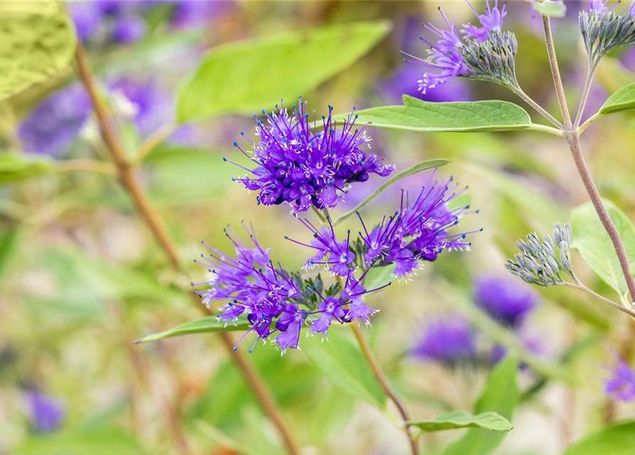 R Caryopteris clandonensis 'Heavenly Blue'