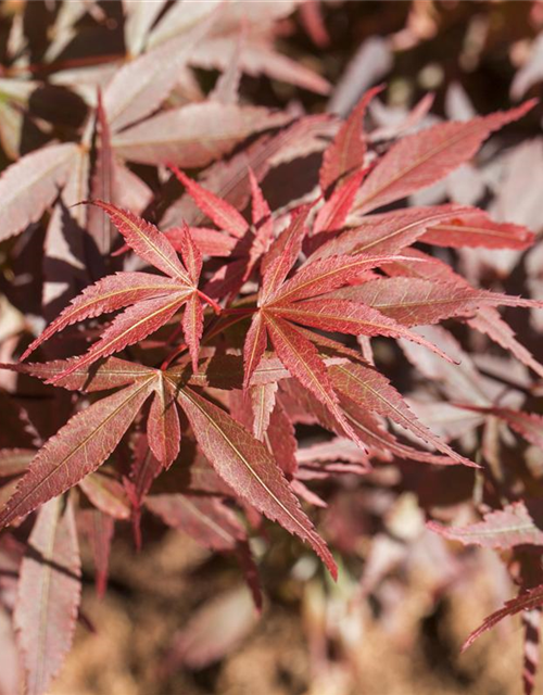 R Acer palmatum 'Skeeter's Broom'